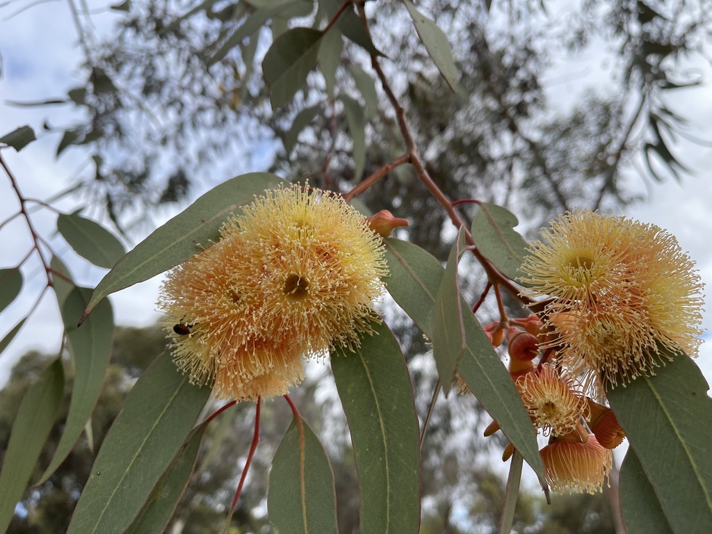 Eucalyptus torquata × woodwardii