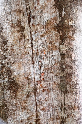 Image of Vepris lanceolata by (c) Tony Rebelo, some rights reserved (CC BY-SA)