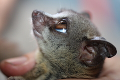 Tanzania Coast Dwarf Galago photo 2