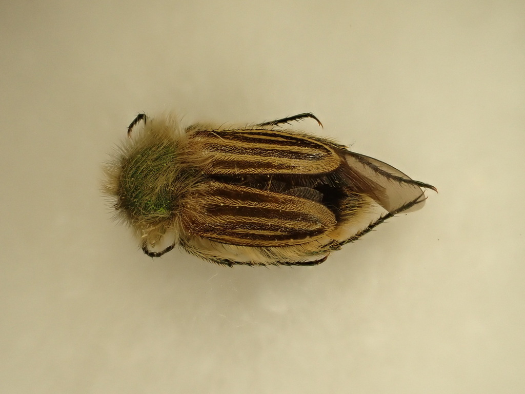 Eulasia goudoti