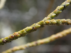 Lepidothamnus intermedius