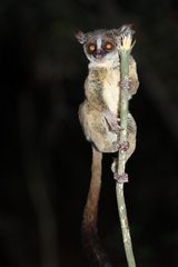 Rondo Bushbaby photo 1