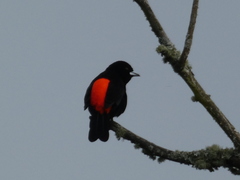 Ramphocelus flammigerus flammigerus