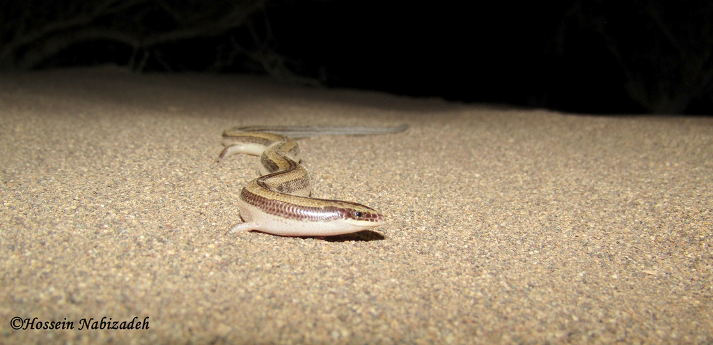 Plateau Snake Skink (Ophiomorus nuchalis)