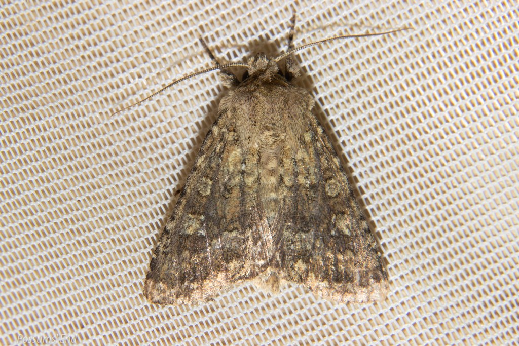 Ichneutica barbara
