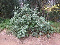 Withania somnifera