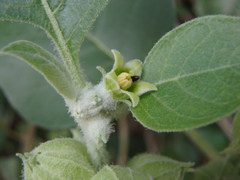 Withania somnifera