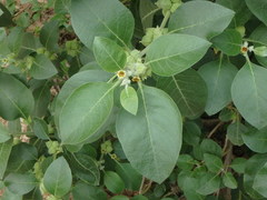 Withania somnifera