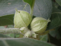 Withania somnifera