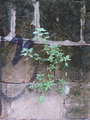 Parietaria judaica