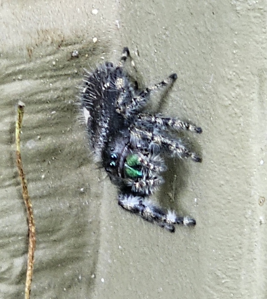 Bold Jumping Spider from Winstead Park, Boise, ID, USA on May 20, 2023
