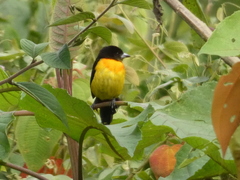 Ramphocelus flammigerus flammigerus