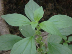 Parietaria judaica