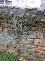 Mimosoideae