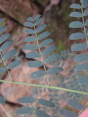 Mimosoideae