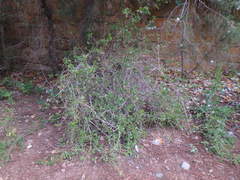 Lycium ferocissimum