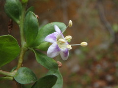 Lycium ferocissimum