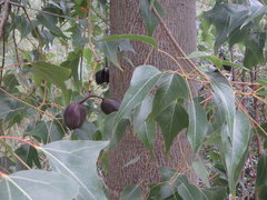 Brachychiton populneus