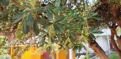 Polylepis racemosa