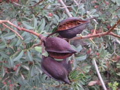 Brachychiton populneus