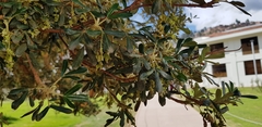 Polylepis racemosa