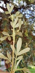 Polylepis racemosa