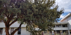 Polylepis racemosa