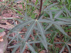 Brachychiton populneus