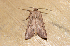 Ichneutica averilla