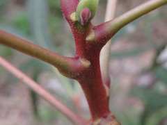Brachychiton populneus