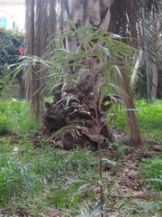 Brachychiton populneus