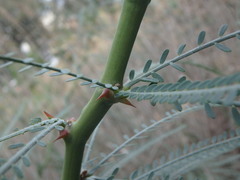 Parkinsonia aculeata