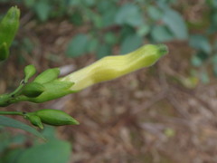 Nicotiana glauca