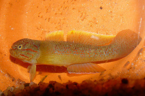 Allomogurnda