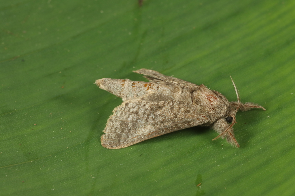 Hypopta cinerea