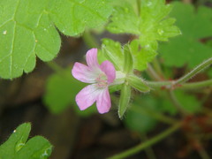 Geranium rotundifolium