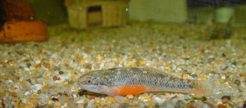 New Guinea mogurnda (Allomogurnda nesolepis) — Eleotridae — 2