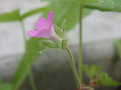 Geranium rotundifolium
