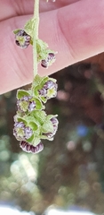 Polylepis racemosa