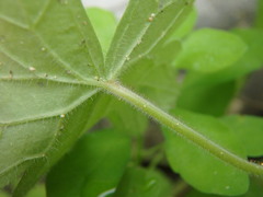 Geranium rotundifolium