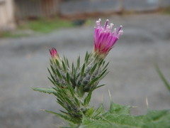 Carduus pycnocephalus albidus