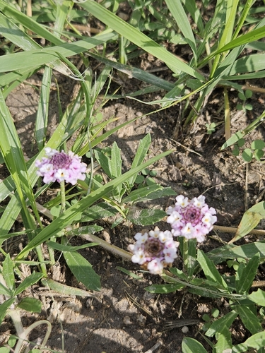 Image of Phyla cuneifolia by no rights reserved