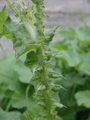 Carduus pycnocephalus albidus