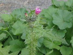 Carduus pycnocephalus albidus