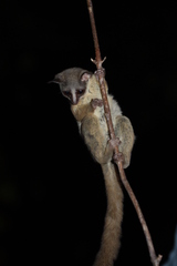 Tanzania Coast Dwarf Galago photo 3