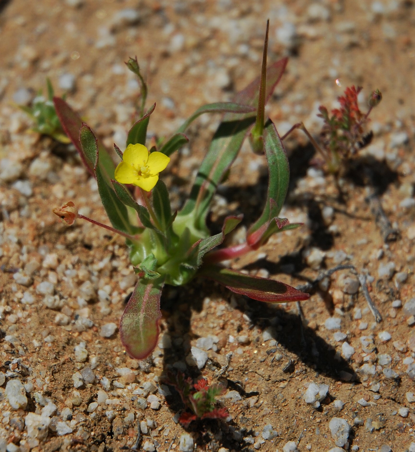 Tetrapteron
