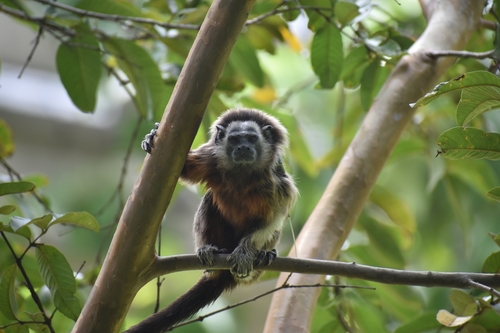 White-footed Tamarin