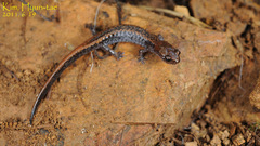Korean Crevice Salamander photo 2