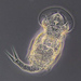 Monogonontan Rotifers - Photo (c) Don Loarie, some rights reserved (CC BY), uploaded by Don Loarie