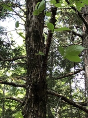 Ostrya virginiana image